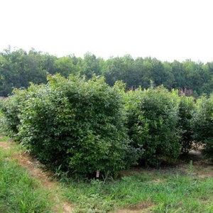 Southern Gentleman Winterberry Holly