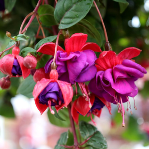 Fuchsia Dark Eyes