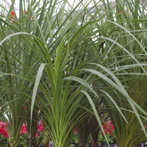 Dracaena Spike
