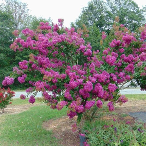 Catawba Crape Myrtle