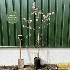 Amelanchier Tree | Amelanchier canadensis