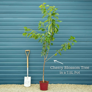 Small Pink Cherry Blossom Tree | Prunus 'Okame'