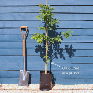 Evergreen Oak Tree | Quercus ilex