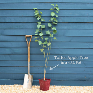 Toffee Apple Tree | Cercidiphyllum japonicum 'Katsura'