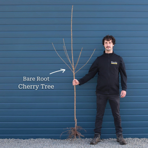 'Summer Sun' Cherry Tree