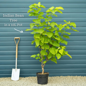 Indian Bean Tree | Catalpa bignonioides 'Aurea'