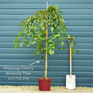 Dwarf Weeping Yoshino Cherry | Prunus yedoensis 'Ivensii'