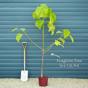 Foxglove Tree | Paulownia tomentosa