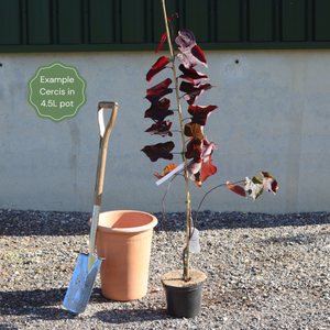 Judas Tree | Cercis siliquastrum
