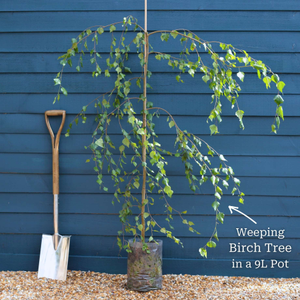 Weeping Silver Birch Tree | Betula pendula 'Youngii'