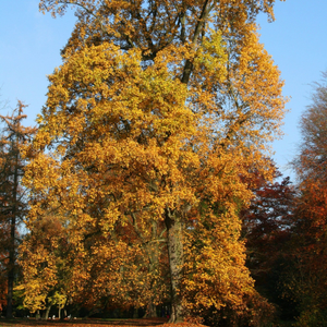 Tulip Tree | Liriodendron tulipifera