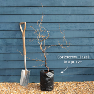 Purple Corkscrew Hazel | Corylus avellana 'Red Majestic'
