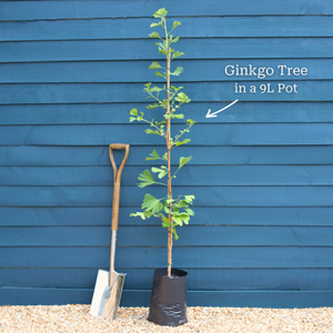 Ginkgo Biloba | Maidenhair Tree