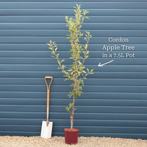'James Grieve' Apple Tree
