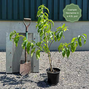 'Madame Blanchette' Nectarine Tree