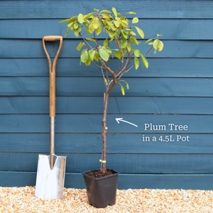 'Victoria' Patio Plum Tree