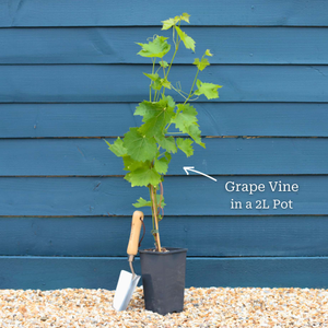 'Phoenix' Outdoor Grape Vine