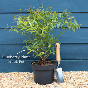 'Patriot' Blueberry Bush