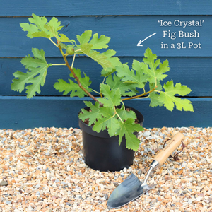 'Ice Crystal' Fig Tree