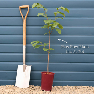 Paw-Paw Plant | Asimina triloba
