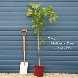 'Wellington' Mulberry Tree