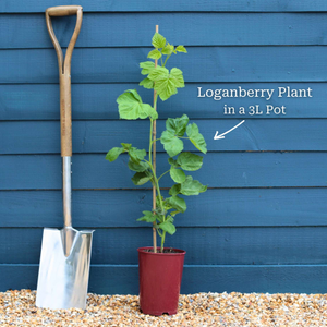 Thornless Loganberry Plant