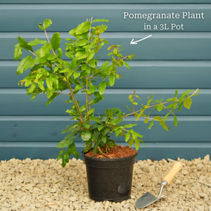 'Provence' Pomegranate Bush