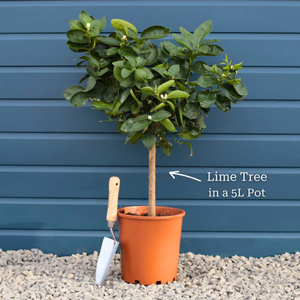 Tahiti Patio Lime Tree