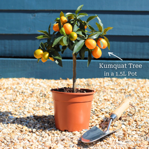 Grafted Patio Kumquat Tree