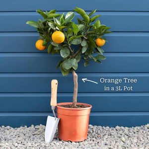 Patio Orange Tree | Sweet Orange