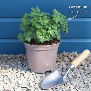 Geranium 'Dreamland'