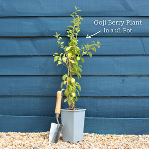 Goji Berry Plant