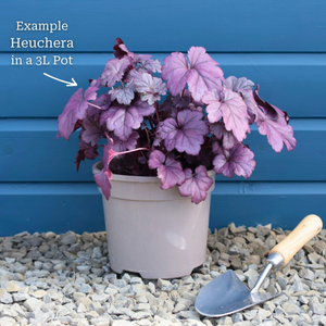 Heuchera 'Marmalade'