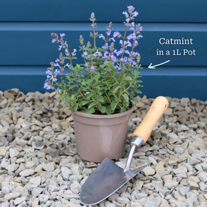 Catmint 'Purrsian Blue' | Nepeta