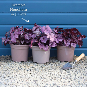 The All Year Round Heuchera Collection