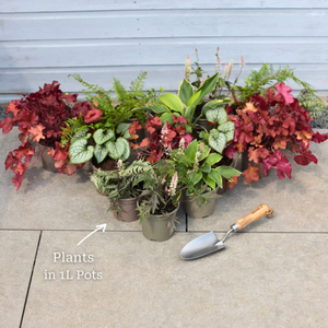 Mixed Flowering Perennial Plants | Extra Value Pack
