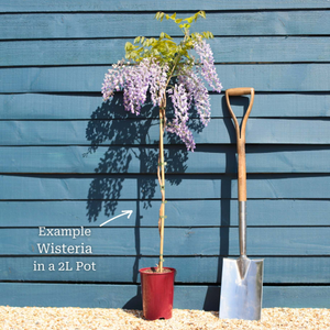 Japanese Wisteria | Wisteria floribunda 'Multijuga'