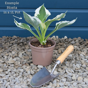Best Ever Hosta Collection