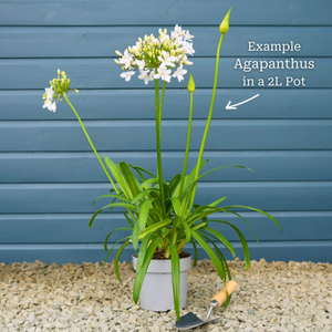 Agapanthus 'Lapis Lazuli'