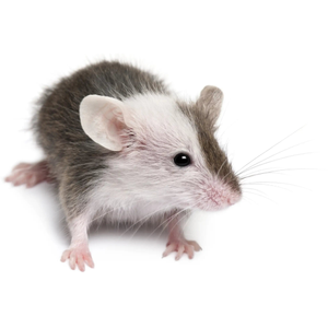 PLT Frozen Mice Small 10g+