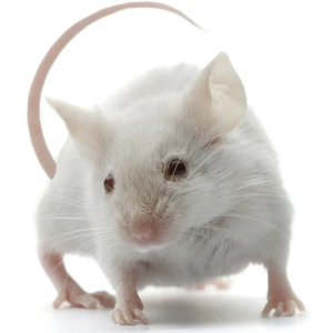 PLT Frozen Mice X-Large 30g+