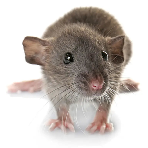 PLT Frozen Rats Weaner Small 30g+
