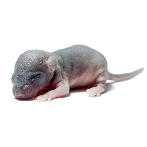 PLT Frozen Mice Hoppers  6g+