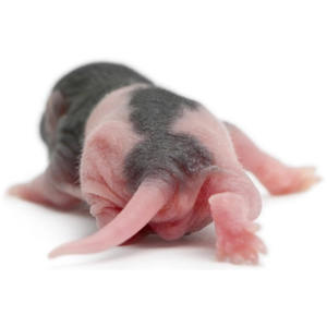 PLT Frozen Rats Pups 4g+