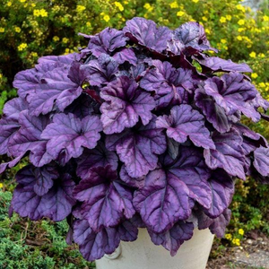Dolce® Wildberry Heuchera
