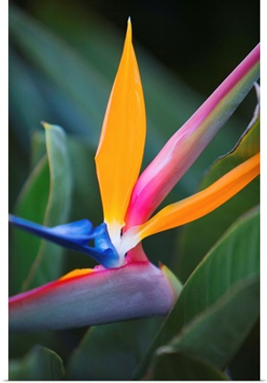 Hawaii, Maui, Bird Of Paradise Blossom