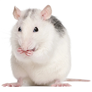 PLT Frozen Rats Ex-Breeder 500g+