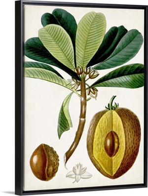 Turpin Tropical Fruit VI