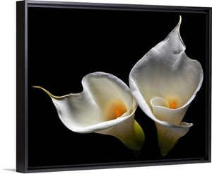 Calla Lily II
