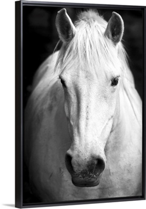 White Horse Portrait
